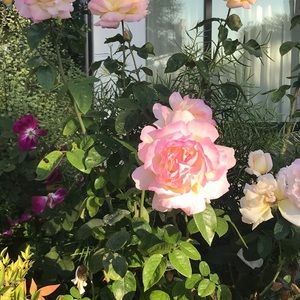 Meet your Posher, Karen